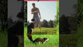 Dog Training- Tips for Beginners#shortsvideo