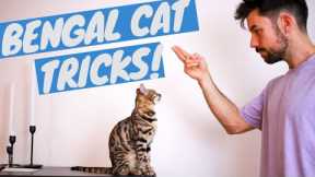 Bengal Cat Doing Tricks - Clicker Training