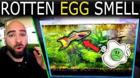 Something Is WRONG! Putrid Smell From Aquarium!! (what has happened??)