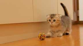 A cute kitten that speaks loudly to its owner.