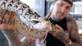 Feeding Venomous Snakes and some Crazy Dragons