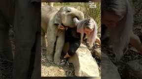 Exotic Animals  | Pets Translated