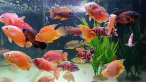 Exotic Fish at Austin Aquatic Aquarium Fish Shop