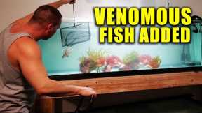 PREDATOR FISH TANK SETUP - SALTWATER PLANTED aquarium - The king of diy