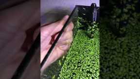 Why don’t I Clean my Fish Tank?