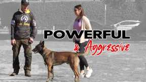 DOG Aggressive Malinois Ecollar Training