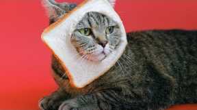 funny cat videos😺funny cat videos |  reaction funny cat funniest animal videos