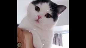 Cute Baby Cat Lovely Funny Video Compilation #9 CuteCatsAndDogs92
