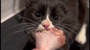 Short Cute And Funny Cat Videos! Part 35 😹
