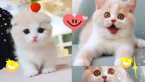 Baby Cats - Cute and Funny Cat Videos Compilation #2 Cute Cats And Dogs