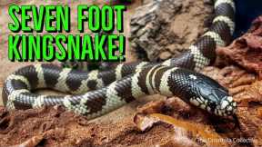 MASSIVE 7ft Kingsnake Found in California! #shorts