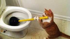 Try to stay SERIOUS -The most popular CAT videos