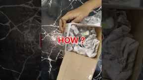 How my Fish Survived 3 days of Shipping?📦 #shorts