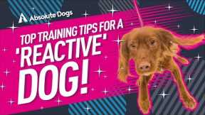 Top TRAINING TIPS for a 'REACTIVE' dog!