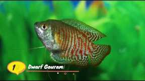 TOP Peaceful Community Fish for Your Freshwater Aquarium