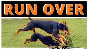 Why Prince Steamrolling this Dog may be the Best Thing for it - Nature is Undefeated!