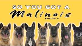 So You Got a Belgian Malinois - Episode 11 - Dog Training Tips and Advice