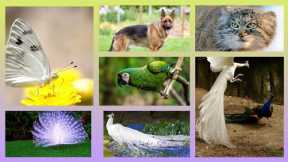 How Village Animals Are Raised In Ways You Won't Believe! 🦋 Animal Lovers Must See 🤩