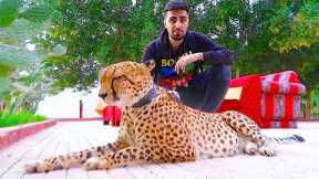 EXOTIC PETS OF DUBAI !!!
