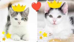 Cute And Beautiful Cats Funny Baby Cats - Cute and Funny Cat Videos Compilation #3 Cute Cats And Dog