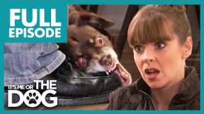 Owner Allows Dog's Bad Behavior! | Full Episode USA