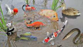 BUYING *AMAZING* NEW FISH FOR AQUARIUM!