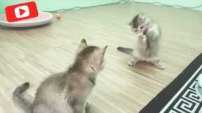 How to Train a Cat