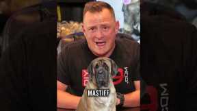 Top 3 Lazy Dog Breeds