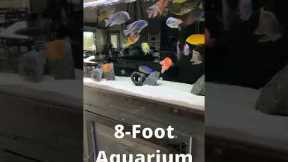 Living With HUGE Fish Tanks! Walk Into My House with Me!