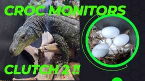 Croc Monitors Clutch 2!!!