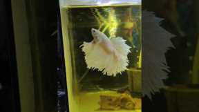 How To Keep Betta Fish Active?