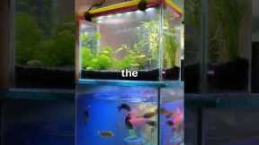 Look What I found in This Fish Tank? #shorts