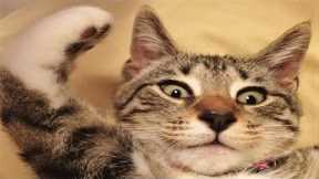 Funny animals - Funny cats / dogs - Funny animal videos 287