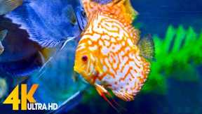 Aquarium 4K VIDEO (ULTRA HD) - Beautiful Coral Reef Fish - Sleep Relaxing Meditation Music