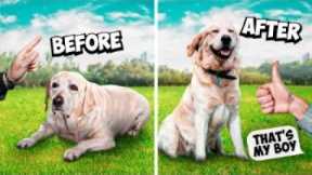 How to train a fearful reactive dog!