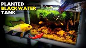 Aquascape Tutorial: GOLD RAM CICHLID Planted Blackwater Aquarium (How To Step By Step Setup Guide)