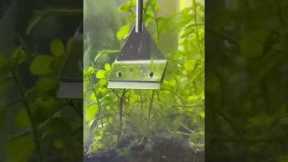 I Didn’t Clean My Fish Tank for 1 MONTH…