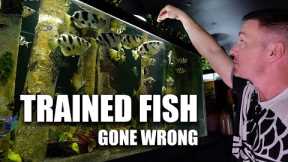 I trained my archer fish to spit for food..... sorta