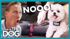 Owner Upset when Victoria Shatters Dog's Shock Collar | It's Me or The Dog