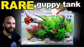 RARE Rosetail Guppy Aquarium: LOW TECH, HIGH IMPACT (Aquascape Tutorial)