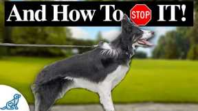 3 Reasons Your Dog STILL Pulls On Leash!