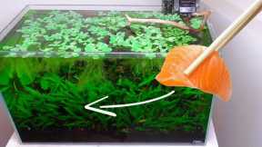 feeding salmon to the ecosystem fish tank | no water changes