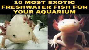 10 MOST EXOTIC FRESHWATER FISH FOR YOUR AQUARIUM