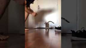 Bengal Kitten Training to Be an Adventure Cat