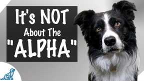 How To Establish Leadership With Your Dog - Professional Dog Training Tips
