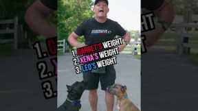 Guess Our Weight, Win FREE Dog Training!