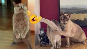 The Home The Home Pets / Funny cats and Funny dogs 2023 / HP #91
