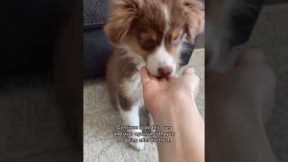 How to train your puppy to leave it 🐶 (Dog Training) #shorts #dogtraining