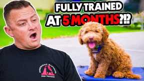 Puppy Perfection: How This 5 Month Old Became the Ideal Canine Companion