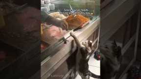 Funniest cats🐱In The World😂 Funny and Fails Pets Video #shorts #54 #cats #funny #animals